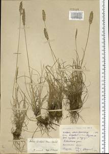Koeleria asiatica Domin, Siberia, Western (Kazakhstan) Altai Mountains (S2a) (Kazakhstan)