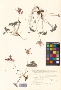 Dicentra peregrina (Rudolph) Makino, Siberia, Russian Far East (S6) (Russia)