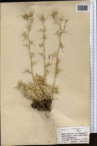 Eryngium karatavicum Iljin, Middle Asia, Western Tian Shan & Karatau (M3) (Kazakhstan)