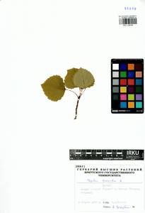 Populus tremula L., Siberia, Baikal & Transbaikal region (S4) (Russia)