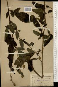Klasea quinquefolia (Willd.) Greuter & Wagenitz, Caucasus, Stavropol Krai, Karachay-Cherkessia & Kabardino-Balkaria (K1b) (Russia)