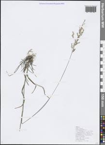 Poa, Caucasus, Black Sea Shore (from Novorossiysk to Adler) (K3) (Russia)