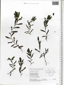 Potamogeton crispus L., Eastern Europe, Central region (E4) (Russia)