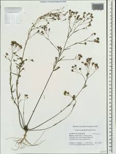 Linum corymbulosum Rchb., Crimea (KRYM) (Russia)