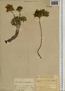 Anemonastrum narcissiflorum subsp. crinitum (Juz.) Raus, Siberia, Altai & Sayany Mountains (S2) (Russia)