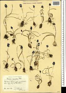 Muscari racemosum Mill., Caucasus, North Ossetia, Ingushetia & Chechnya (K1c) (Russia)