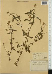 Viola tricolor L., Western Europe (EUR) (Germany)