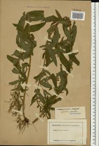 Epilobium parviflorum Schreb., Eastern Europe, Lower Volga region (E9) (Russia)