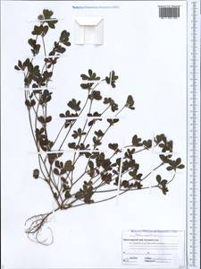 Trifolium lappaceum L., Caucasus, Black Sea Shore (from Novorossiysk to Adler) (K3) (Russia)