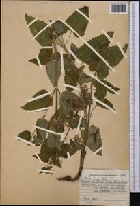 Nepeta formosa Kudrjasch., Middle Asia, Pamir & Pamiro-Alai (M2) (Kyrgyzstan)