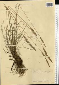 Koeleria pyramidata subsp. pyramidata, Eastern Europe, Central forest-and-steppe region (E6) (Russia)