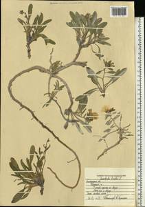 Convolvulus lineatus L., Eastern Europe, Central forest-and-steppe region (E6) (Russia)