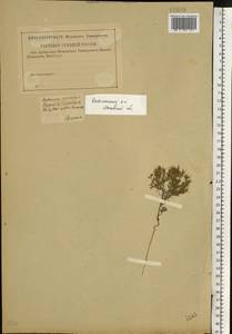 Ceratocarpus arenarius L., Eastern Europe, Moscow region (E4a) (Russia)