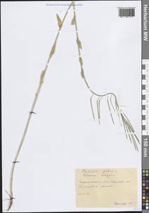Turritis glabra L., Eastern Europe, Central forest-and-steppe region (E6) (Russia)