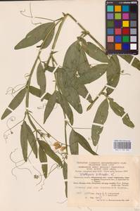 Lathyrus sylvestris L., Eastern Europe, Central region (E4) (Russia)