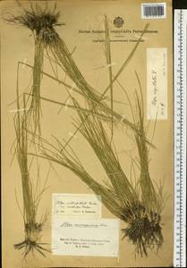 Stipa capillata L., Siberia, Altai & Sayany Mountains (S2) (Russia)