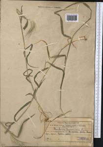 Hordeum murinum subsp. leporinum (Link) Arcang., Middle Asia, Muyunkumy, Balkhash & Betpak-Dala (M9) (Kazakhstan)