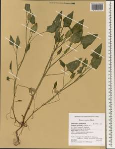 Rumex cyprius Murb., South Asia, South Asia (Asia outside ex-Soviet states and Mongolia) (ASIA) (Cyprus)