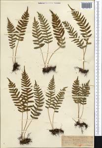 Polypodium vulgare L., Middle Asia, Northern & Central Tian Shan (M4) (Kazakhstan)