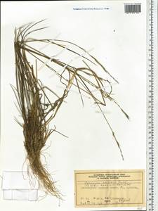 Elymus uralensis (Nevski) Tzvelev, Siberia, Central Siberia (S3) (Russia)