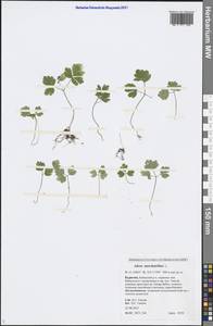 Adoxa moschatellina L., Siberia, Baikal & Transbaikal region (S4) (Russia)