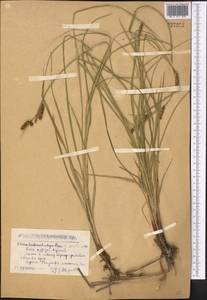 Carex songorica Kar. & Kir., Middle Asia, Caspian Ustyurt & Northern Aralia (M8) (Kazakhstan)