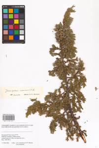 Juniperus communis L., Siberia, Western Siberia (S1) (Russia)