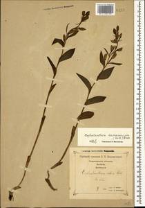Cephalanthera damasonium (Mill.) Druce, Caucasus, Georgia (K4) (Georgia)