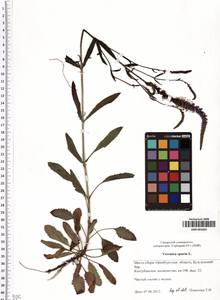 SMR001805, Veronica spuria L., Eastern Europe, Eastern region (E10) (Russia)