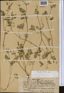 Scandix pecten-veneris L., Middle Asia, Western Tian Shan & Karatau (M3) (Kazakhstan)