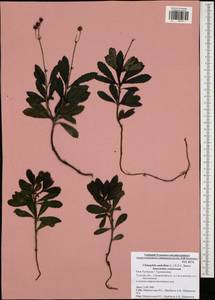 Chimaphila umbellata (L.) W. P. C. Barton, Eastern Europe, Central region (E4) (Russia)