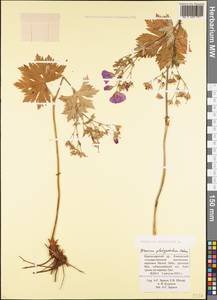 Geranium sylvaticum L., Caucasus, Krasnodar Krai & Adygea (K1a) (Russia)