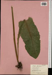 Crepis sibirica L., Eastern Europe, Central region (E4) (Russia)
