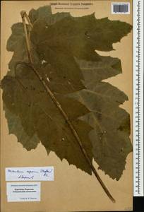 Heracleum asperum (Hoffm.) M. Bieb., Caucasus, Stavropol Krai, Karachay-Cherkessia & Kabardino-Balkaria (K1b) (Russia)