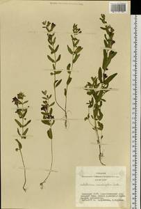 Scutellaria scordiifolia Fisch. ex Schrank, Siberia, Altai & Sayany Mountains (S2) (Russia)