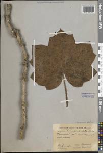 Oplopanax elatus (Nakai) Nakai, Siberia, Russian Far East (S6) (Russia)