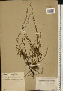 Calluna vulgaris (L.) Hull, Eastern Europe, Central region (E4) (Russia)