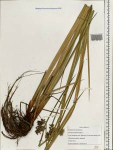 Juncus effusus L., Eastern Europe, Central forest-and-steppe region (E6) (Russia)