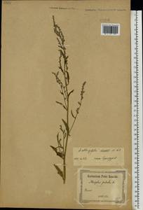 Atriplex oblongifolia Waldst. & Kit., Eastern Europe, South Ukrainian region (E12) (Ukraine)