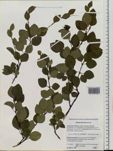 Betula, Siberia, Russian Far East (S6) (Russia)