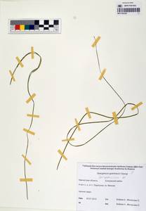 MAG 0003260, Sparganium gramineum Georgi, Siberia, Chukotka & Kamchatka (S7) (Russia)