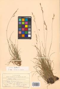 Festuca rubra L., Siberia, Russian Far East (S6) (Russia)