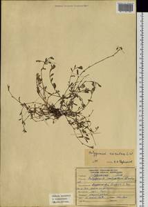 Polygonum aviculare L., Siberia, Russian Far East (S6) (Russia)