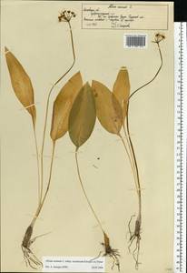 Allium ursinum L., Eastern Europe, Moscow region (E4a) (Russia)