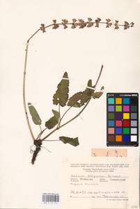MHA 0 156 352, Salvia dumetorum Andrz. ex Besser, Eastern Europe, Rostov Oblast (E12a) (Russia)