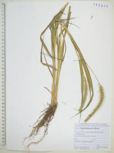 Setaria pumila (Poir.) Roem. & Schult., Siberia, Russian Far East (S6) (Russia)