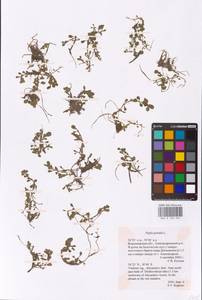 Lythrum portula (L.) D. A. Webb, Eastern Europe, Central region (E4) (Russia)