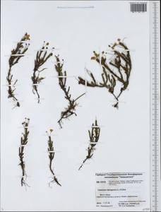 Cassiope tetragona (L.) D. Don, Siberia, Central Siberia (S3) (Russia)