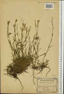 Dianthus arenarius, Eastern Europe, North Ukrainian region (E11) (Ukraine)