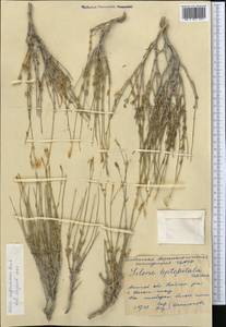 Silene fruticulosa M. Bieb., Middle Asia, Caspian Ustyurt & Northern Aralia (M8) (Kazakhstan)